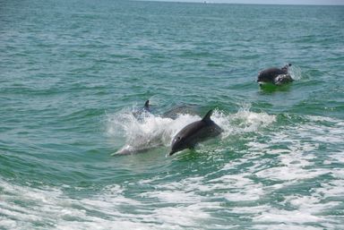 Three playful bottlenose dolphins leaping and splashing through green coastal water near a boat wake on a sunny day