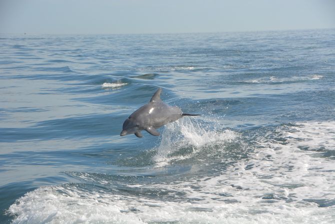 Playful dolphin leaping from calm blue ocean waves near a boat wake on a sunny day.