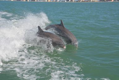 Two playful bottlenose dolphins riding a boat wake in green nearshore waters with a distant coastal city skyline on the horizon.