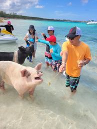 Vacationers feeding two pigs wading in shallow turquoise tropical beach water, colorful swimwear, jet ski and boat in background under a sunny sky