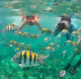 Snorkelers in clear turquoise water photographing a playful school of yellow-and-black striped sergeant major fish above a vibrant tropical coral reef