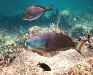 Vibrant parrotfish with turquoise face and patterned scales swims over a tropical coral reef alongside a gray surgeonfish in clear blue water, with coral, sand, and small reef fish below.