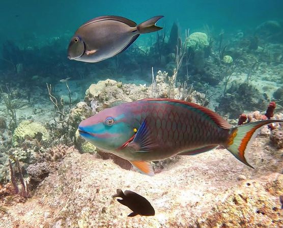 Vibrant parrotfish with turquoise face and patterned scales swims over a tropical coral reef alongside a gray surgeonfish in clear blue water, with coral, sand, and small reef fish below.