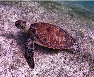 Close-up of a sea turtle on a shallow tropical seagrass bed underwater, showing its patterned brown shell and flippers, vibrant marine life scene