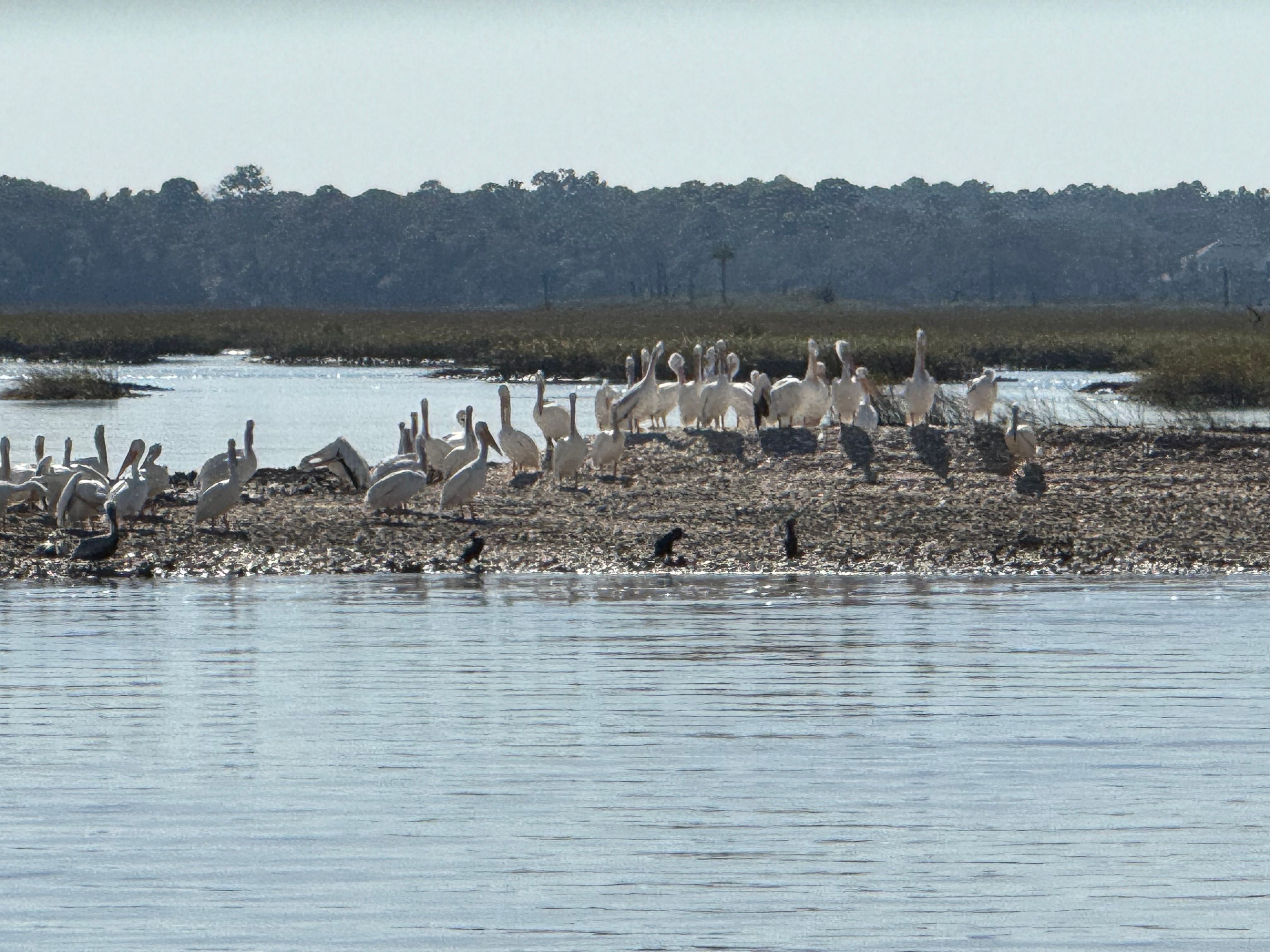 St. Augustine Wildlife and Nature Tour on the Exodus (BYOB) image 3
