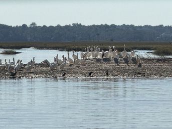 St. Augustine Wildlife and Nature Tour on the Exodus (BYOB) image 3