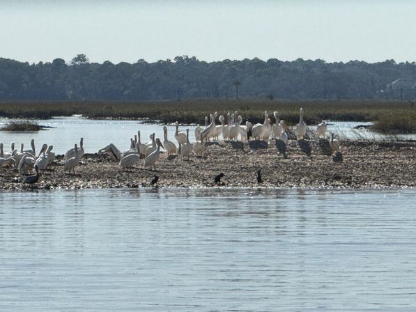 St. Augustine Wildlife and Nature Tour on the Exodus (BYOB) image 3