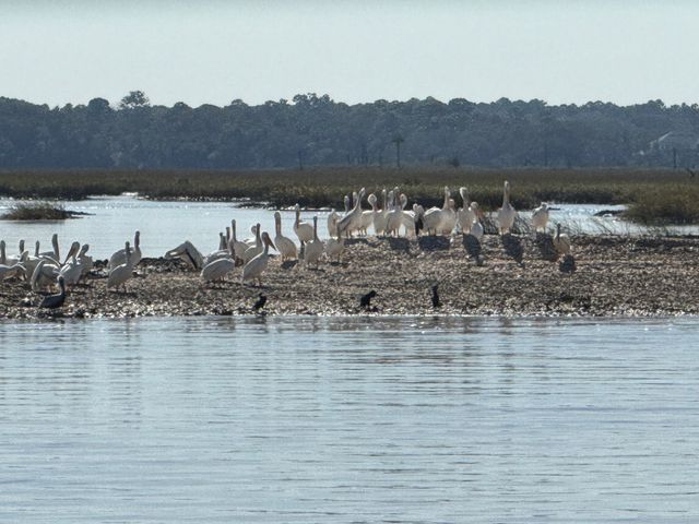 St. Augustine Wildlife and Nature Tour on the Exodus (BYOB) image 3