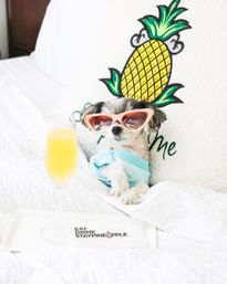 Small white dog in a blue sweater wearing pink cat-eye sunglasses lounging on a white bed with a pineapple-decor pillow and a glass of orange mimosa on a tray
