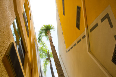Upward view of tall palm trees framed by vibrant yellow buildings in a sunny narrow urban alley.