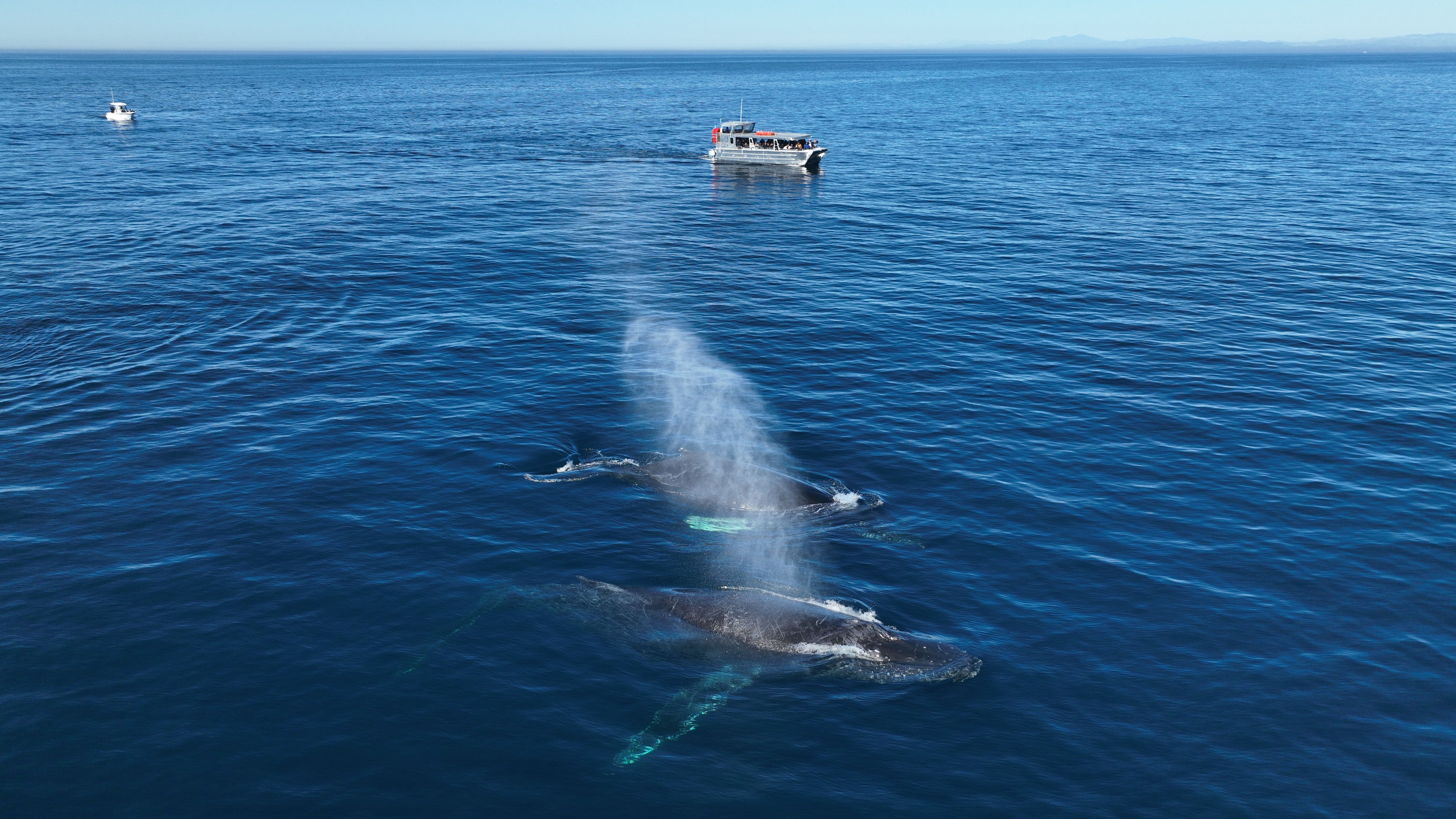 Two humpback whales surfacing and spouting near a whale-watching boat on calm, deep-blue ocean under a clear sky