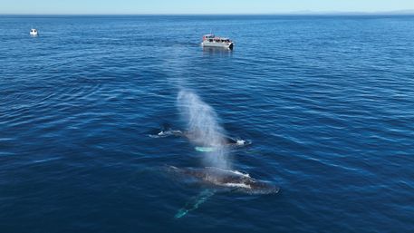 Two humpback whales surfacing and spouting near a whale-watching boat on calm, deep-blue ocean under a clear sky