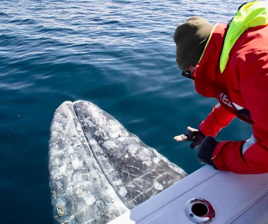 Boat passenger in a red jacket leaning over the rail to reach a close gray whale bobbing at the blue ocean surface during a whale-watching encounter