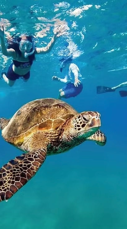Green sea turtle gliding through clear tropical blue water past a group of snorkelers over a shallow reef, vibrant underwater wildlife scene.