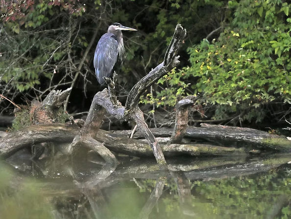 Great blue heron perched on a twisted fallen log over a calm pond, its reflection visible with green riverside foliage in the background.