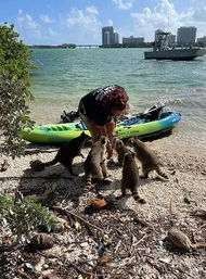Curious raccoons crowd a person by a green kayak on a sunny urban shoreline, with a city skyline and patrol boat in the bay