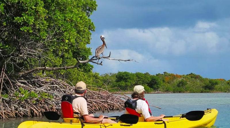 Two kayakers in a bright yellow tandem kayak glide along a coastal mangrove estuary as a brown pelican perches on an overhanging branch beneath a dramatic cloudy blue sky.