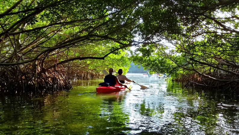 Two paddlers in a red tandem kayak glide through a sunlit tropical mangrove tunnel over clear green water, framed by arching roots and a leafy canopy.