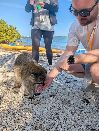 Person kneeling on a shell-covered coastal beach feeding a curious raccoon, with kayaks and blue water in the background on a sunny day