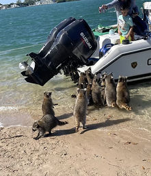 Eager raccoons crowd a sandy shoreline and reach toward the stern of a small motorboat in shallow turquoise coastal water as people on board lean over.