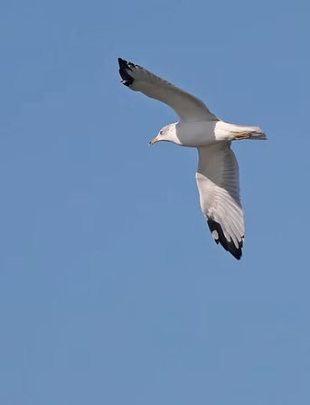 White-and-gray seagull with black-tipped wings soaring against a clear blue coastal sky — bird in flight.