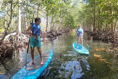 Two paddlers in life vests on turquoise stand-up paddleboards gliding through a narrow mangrove-lined creek with exposed roots and dappled sunlight.