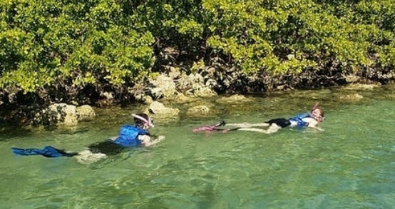 Two snorkelers in blue life vests and fins floating in clear shallow tropical water beside a green mangrove shoreline
