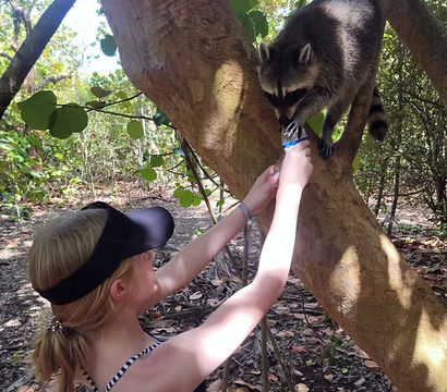 Young person in a visor feeds a curious raccoon perched on a tree branch in a sunlit forest — playful wildlife encounter and outdoor nature moment.