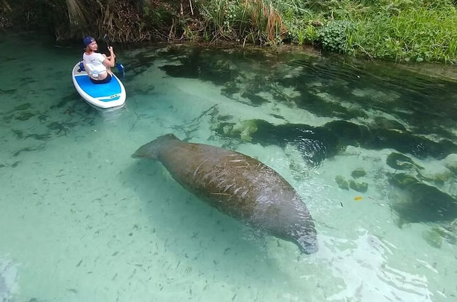 Paddleboarder on a blue board photographing a large manatee swimming in crystal-clear spring water near a grassy bank