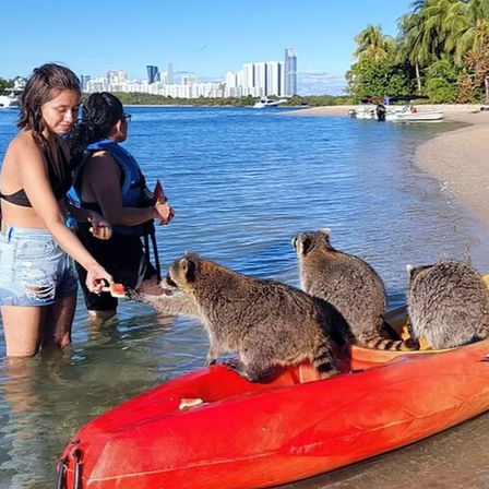 Playful scene of two people wading at a coastal beach while three raccoons climb onto a red kayak to take snacks, with palm trees, boats and a distant city skyline across blue water.