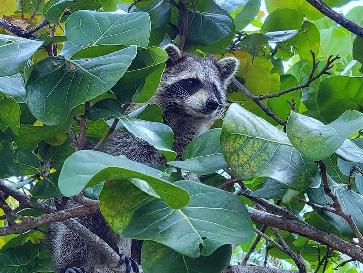 Playful raccoon peeking through dense green leaves while perched on tree branches.