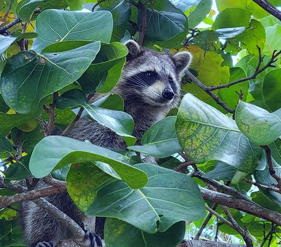 Playful raccoon peeking through dense green leaves while perched on tree branches.