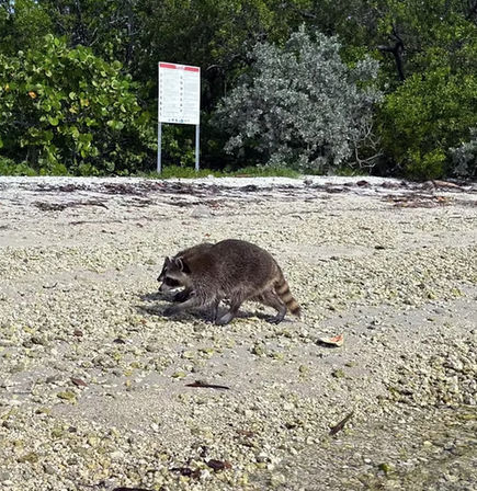 Curious raccoon foraging on a pebbly sandy shoreline in front of coastal mangroves and an informational sign