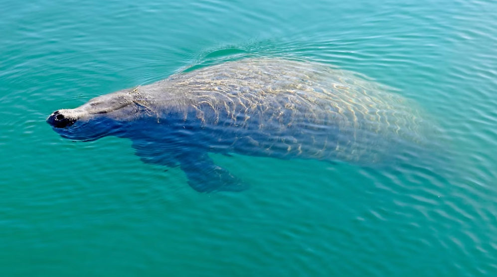 Gentle manatee gliding just below the surface of clear turquoise coastal water, sunlight creating rippling patterns on its back.