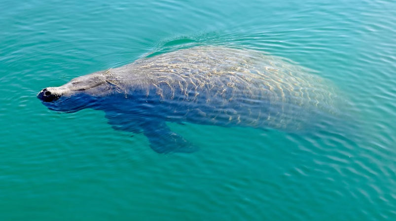 Gentle manatee gliding just below the surface of clear turquoise coastal water, sunlight creating rippling patterns on its back.