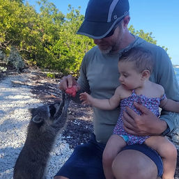 Adult wearing a cap holds a baby in a patterned swimsuit while feeding a curious raccoon a piece of fruit on a rocky tropical shoreline with mangroves and blue sky.