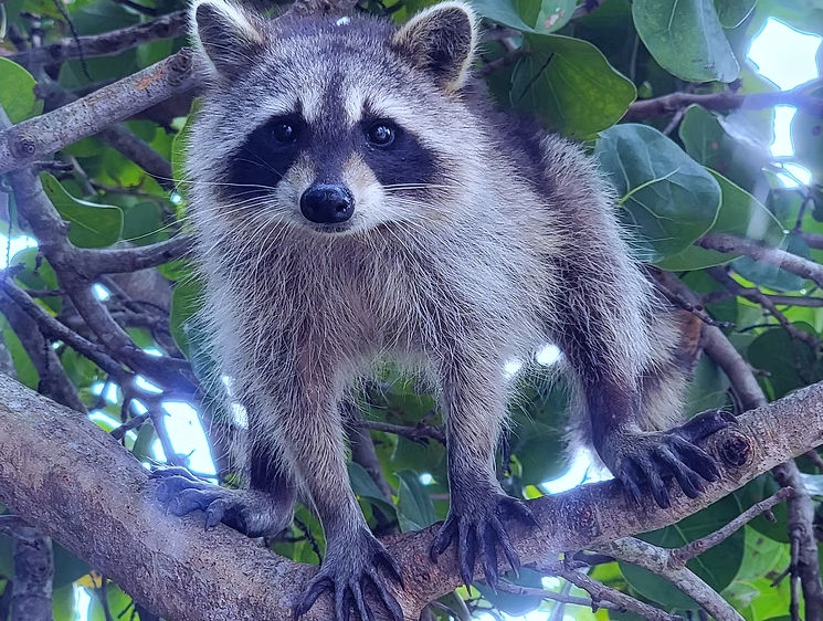 Close-up of a curious raccoon with a black mask and bushy fur gripping a tree branch among green leaves, wildlife close-up.