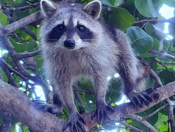 Close-up of a curious raccoon with a black mask and bushy fur gripping a tree branch among green leaves, wildlife close-up.
