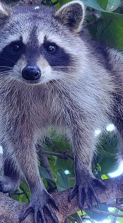 Close-up of a curious raccoon with a black mask and bushy fur gripping a tree branch among green leaves, wildlife close-up.