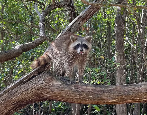 Curious raccoon standing on a gnarled tree branch in a leafy forest, showing its masked face and striped tail — outdoor wildlife photo.