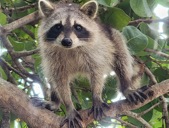 Curious raccoon perched on a tree branch among green leaves, close-up of its mask-like face, fluffy fur, and long front paws.