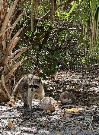 Curious raccoon with ringed tail sticking out its tongue while foraging among fallen coconuts and palm fronds on a sandy tropical coastal forest floor.