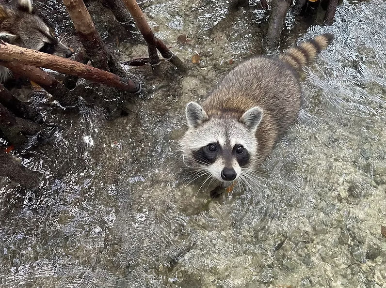Curious raccoon wading in clear shallow mangrove water near exposed roots, looking up at the camera