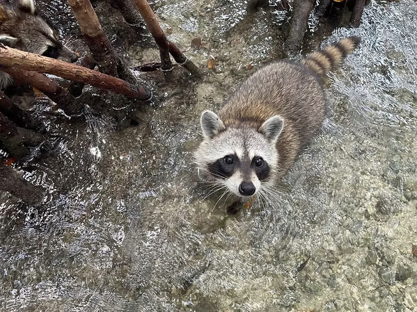 Curious raccoon wading in clear shallow mangrove water near exposed roots, looking up at the camera