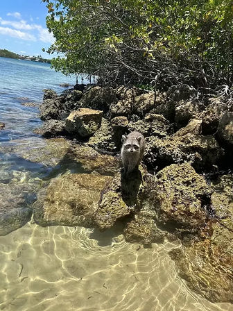 Curious raccoon perched on algae-covered coastal rocks at a mangrove-lined shoreline, with crystal-clear shallow water and a sunny blue sky