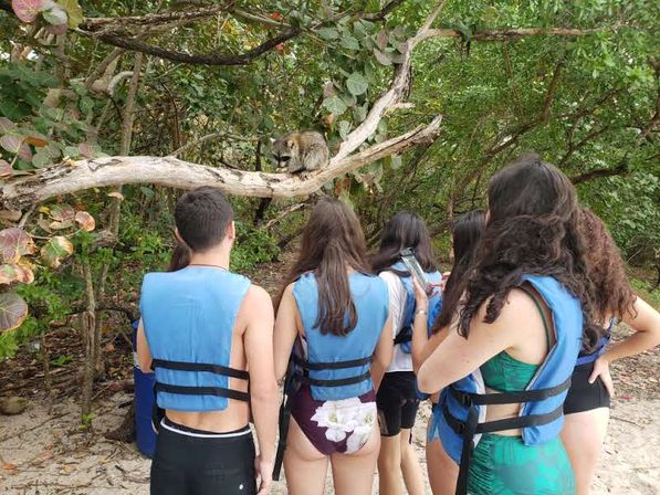 Group of people in blue life jackets on a sandy mangrove beach watching a curious raccoon perched on a low tree branch