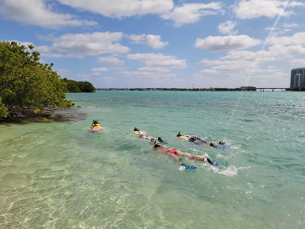 Group of snorkelers with colorful fins in shallow turquoise water by mangroves, with a distant city skyline and bridge under a sunny, partly cloudy sky