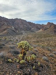 Sunlit desert valley with rugged rocky mountains, winding dirt road, and fuzzy cholla cacti in the foreground under a blue, cloud-streaked sky.