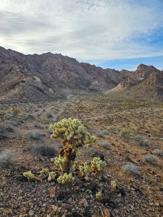 Sunlit desert valley with rugged rocky mountains, winding dirt road, and fuzzy cholla cacti in the foreground under a blue, cloud-streaked sky.