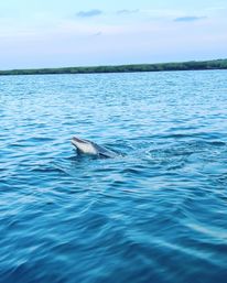 Playful dolphin surfacing in calm blue coastal bay near green salt marsh under a pastel sky
